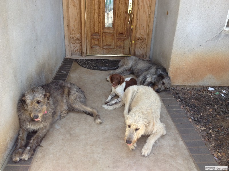 temecula puppies 4 less temecula ca wolfhound puppies wine country information temecula puppies 4 less temecula ca wolfhound puppies wine country information