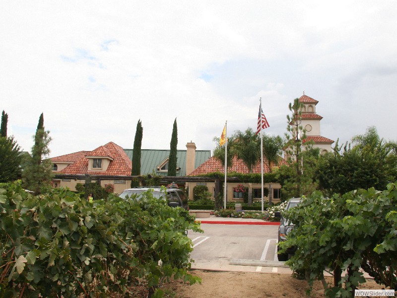 temecula puppies 4 less temecula ca wolfhound puppies wine country information temecula puppies 4 less temecula ca wolfhound puppies wine country information
